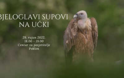 [NAJAVA PREDAVANJA] Bjeloglavi supovi na Učki, 29. 09. 2022.