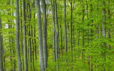 OBAVIJEST: 72.01. Potpora za ograničenje u gospodarenju šumama (NATURA 2000, NKS) – Poziv na edukaciju