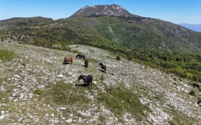 U LONJSKOM POLJU PREZENTIRANI BUDUĆI PROJEKTI U SKLOPU POZIVA ”POBOLJŠANO UPRAVLJANJE ZAŠTIĆENIM PODRUČJIMA I PODRUČJIMA EKOLOŠKE MREŽE NATURA 2000”
