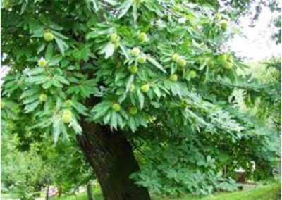 Marun (Castanea sativa)