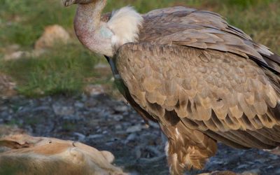 The griffon vulture feeding site