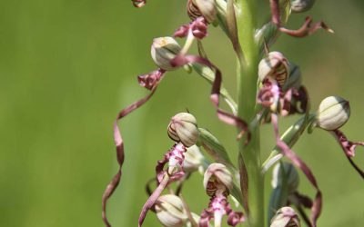 Himantoglossum adriaticum