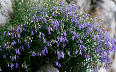 Flora i biljne zajednice