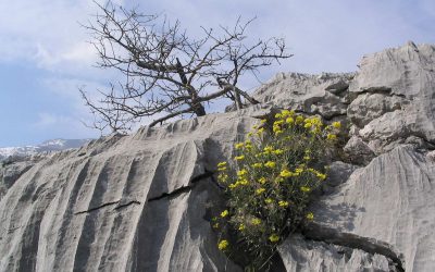 Geologija