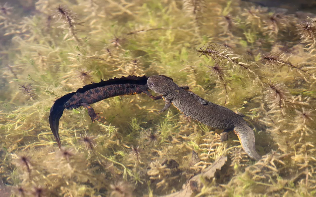ZAVRŠENA PROVEDBA PROJEKTA ISTRAŽIVANJE STANJA POPULACIJE VELIKOG VODENJAKA NA PODRUČJU PARKA PRIRODE UČKA